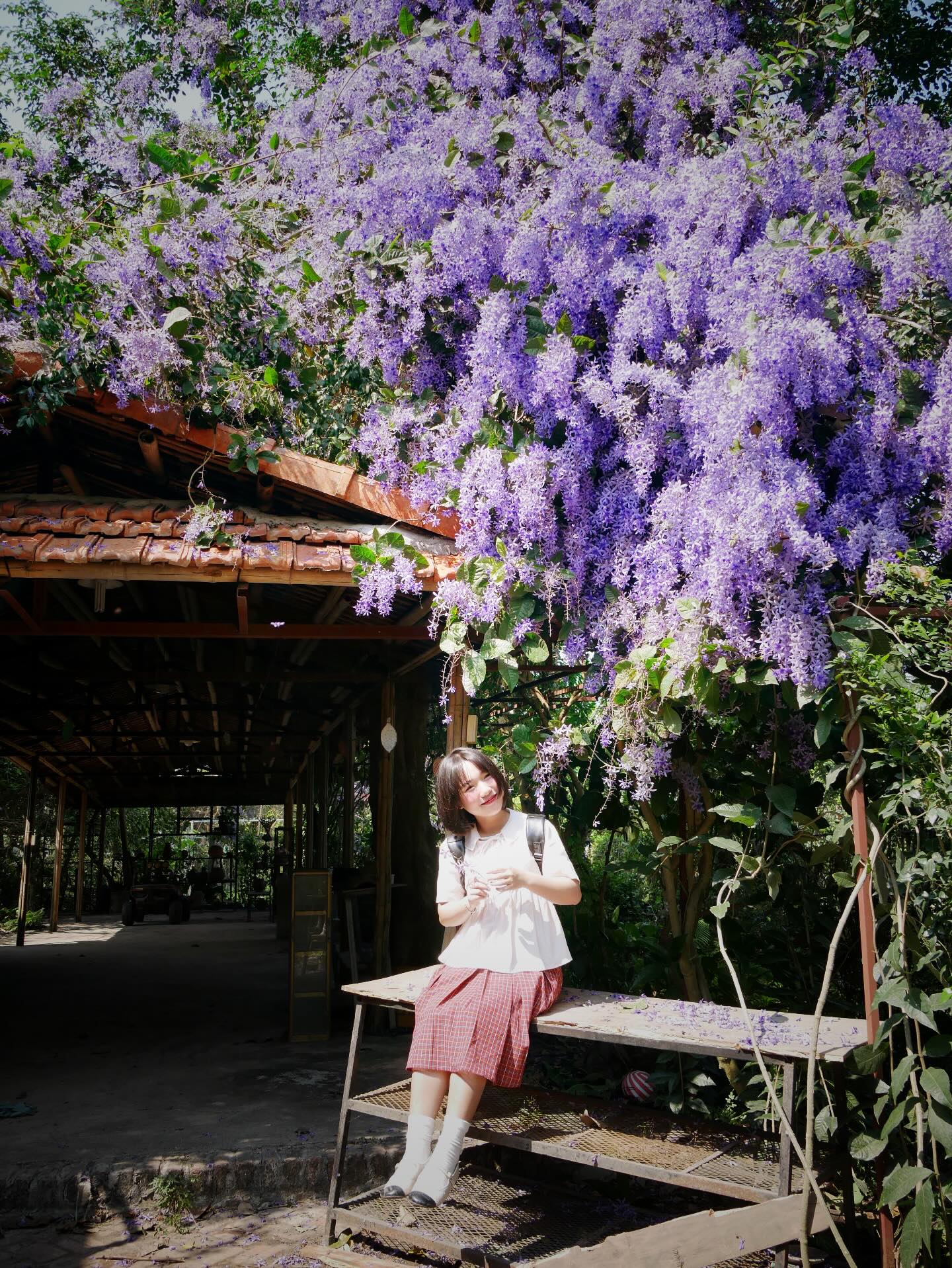 Kh&ocirc;ng phải hoa sưa, cũng chẳng phải hoa ban trắng, tọa độ check in hoa mai xanh Th&aacute;i đang được d&acirc;n t&igrave;nh m&ecirc; đắm- Ảnh 12.