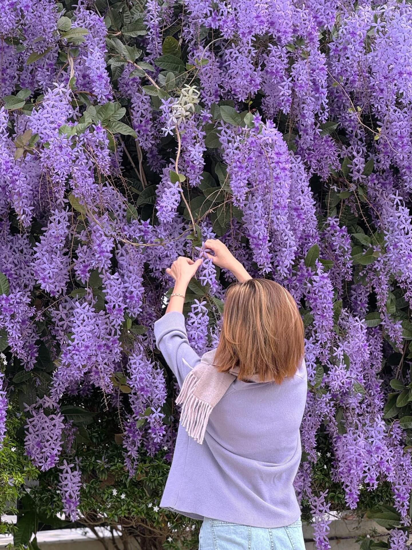 Kh&ocirc;ng phải hoa sưa, cũng chẳng phải hoa ban trắng, tọa độ check in hoa mai xanh Th&aacute;i đang được d&acirc;n t&igrave;nh m&ecirc; đắm- Ảnh 15.