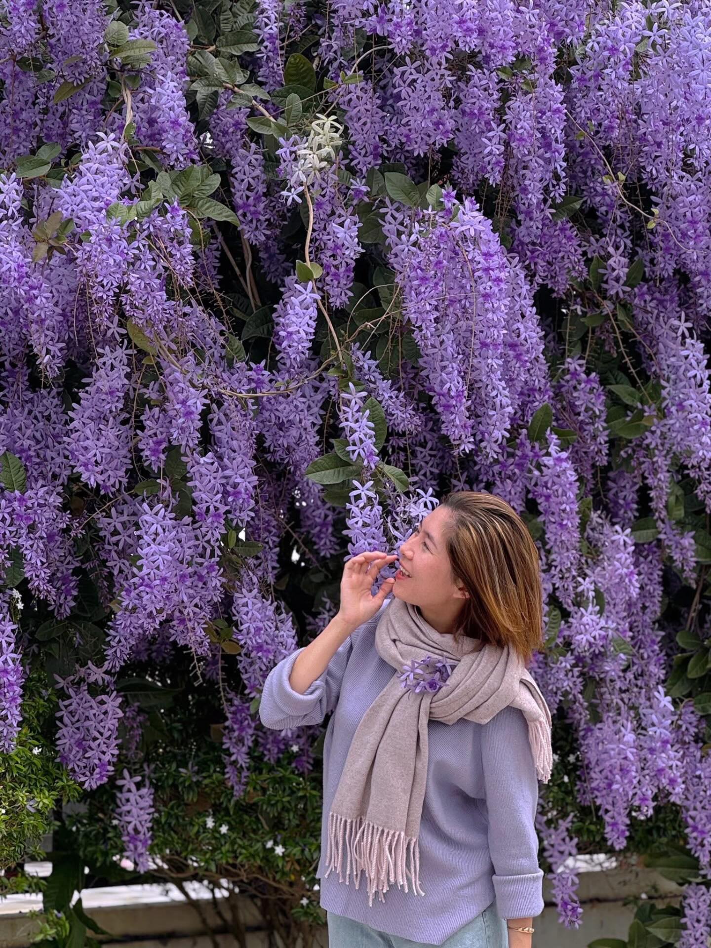 Kh&ocirc;ng phải hoa sưa, cũng chẳng phải hoa ban trắng, tọa độ check in hoa mai xanh Th&aacute;i đang được d&acirc;n t&igrave;nh m&ecirc; đắm- Ảnh 17.