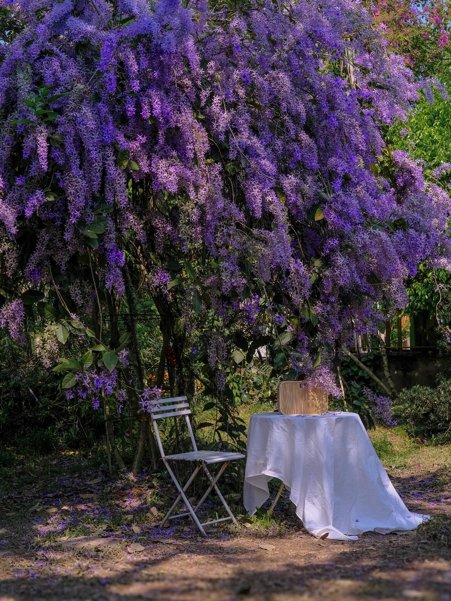 Kh&ocirc;ng phải hoa sưa, cũng chẳng phải hoa ban trắng, tọa độ check in hoa mai xanh Th&aacute;i đang được d&acirc;n t&igrave;nh m&ecirc; đắm- Ảnh 6.