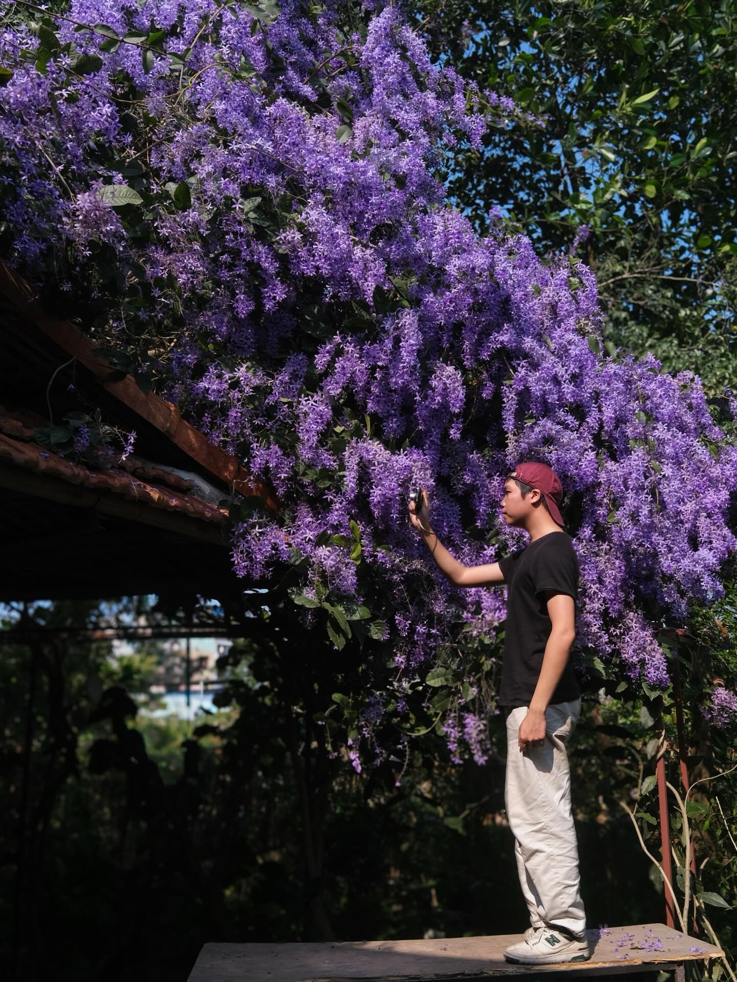 Kh&ocirc;ng phải hoa sưa, cũng chẳng phải hoa ban trắng, tọa độ check in hoa mai xanh Th&aacute;i đang được d&acirc;n t&igrave;nh m&ecirc; đắm- Ảnh 7.