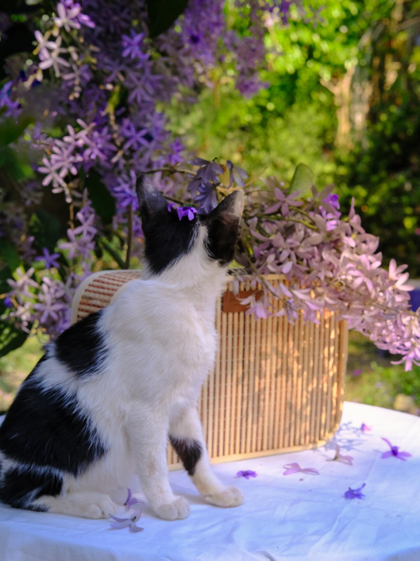 Kh&ocirc;ng phải hoa sưa, cũng chẳng phải hoa ban trắng, tọa độ check in hoa mai xanh Th&aacute;i đang được d&acirc;n t&igrave;nh m&ecirc; đắm- Ảnh 9.