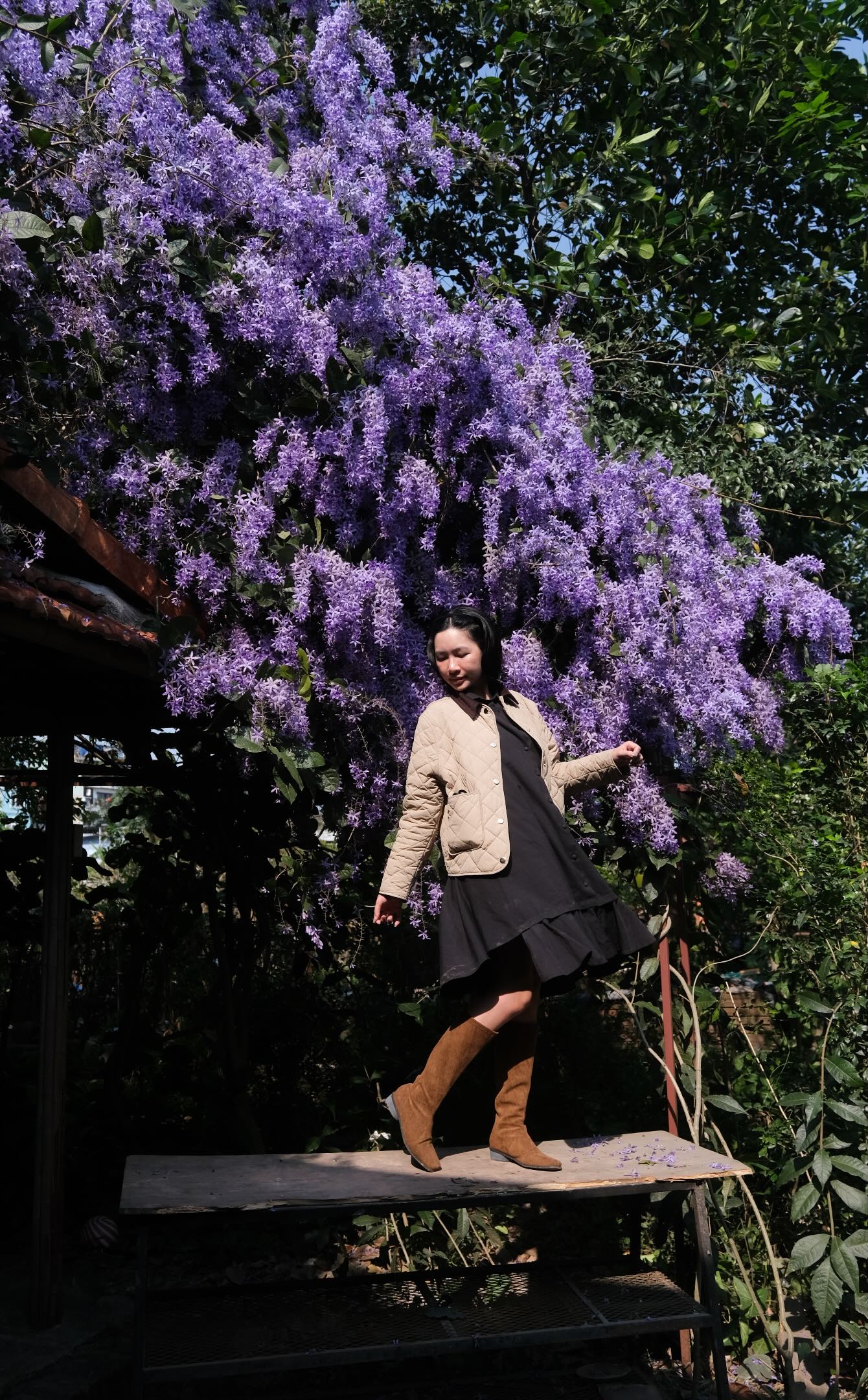 Kh&ocirc;ng phải hoa sưa, cũng chẳng phải hoa ban trắng, tọa độ check in hoa mai xanh Th&aacute;i đang được d&acirc;n t&igrave;nh m&ecirc; đắm- Ảnh 4.