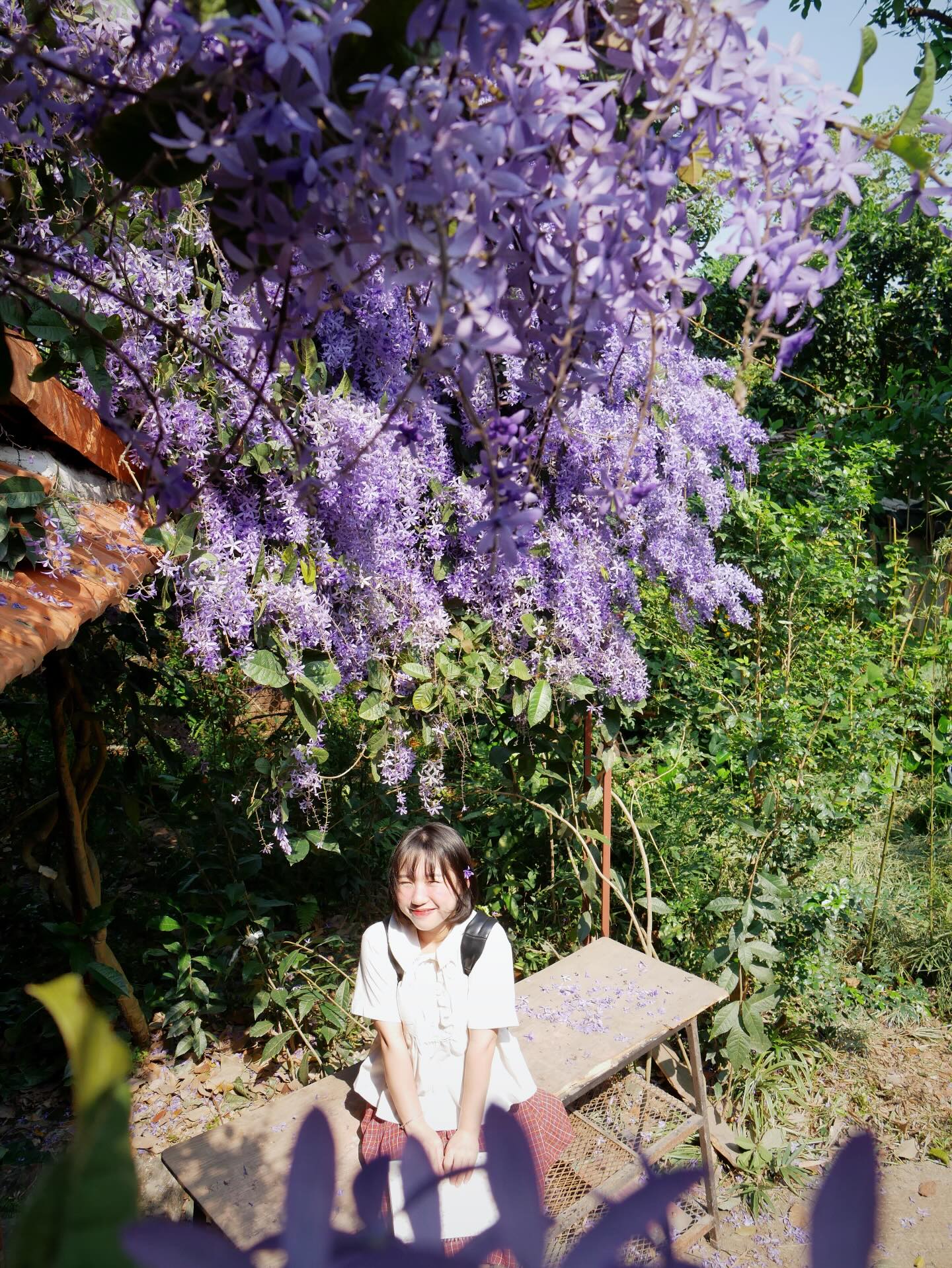 Kh&ocirc;ng phải hoa sưa, cũng chẳng phải hoa ban trắng, tọa độ check in hoa mai xanh Th&aacute;i đang được d&acirc;n t&igrave;nh m&ecirc; đắm- Ảnh 13.