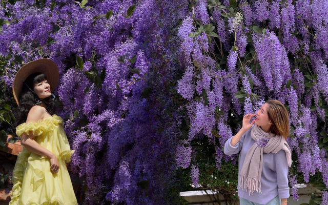 Kh&ocirc;ng phải hoa sưa, cũng chẳng phải hoa ban trắng, tọa độ check in hoa mai xanh Th&aacute;i đang được d&acirc;n t&igrave;nh m&ecirc; đắm- Ảnh 1.