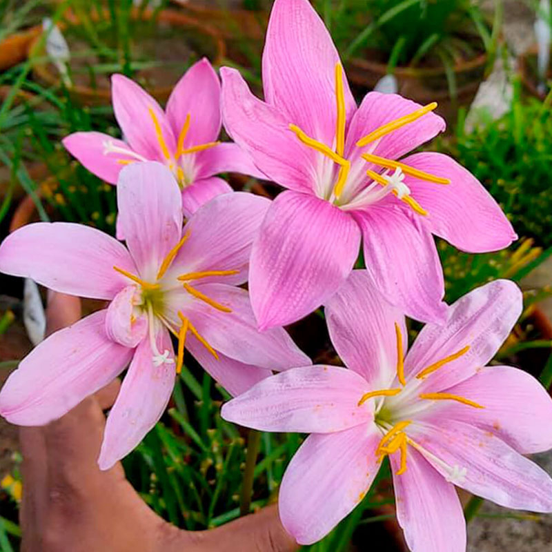 Đ&acirc;y l&agrave; "cỗ m&aacute;y nở hoa" trong nh&agrave;: C&agrave;ng gặp mưa gi&oacute; c&agrave;ng bung nụ, đẹp quanh năm chấp mọi loại thời tiết- Ảnh 6.