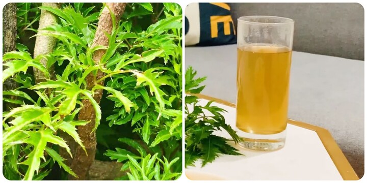 Nước l&aacute; đinh lăng c&oacute; t&aacute;c dụng g&igrave;?- Ảnh 1.