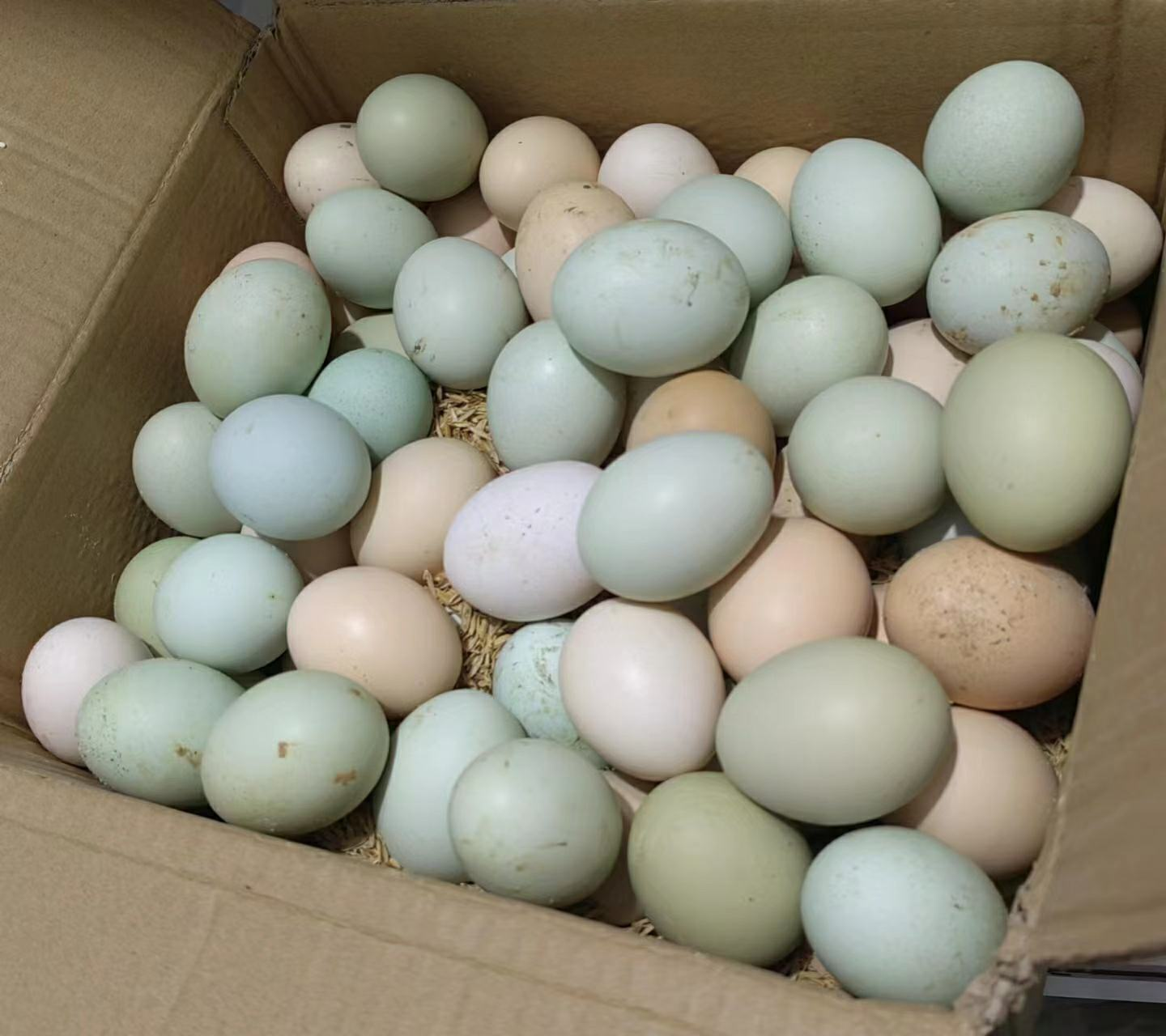 Nghi&ecirc;n cứu ph&aacute;t hiện thời điểm trứng để ở nhiệt độ ph&ograve;ng bị nhiễm khuẩn- Ảnh 1.