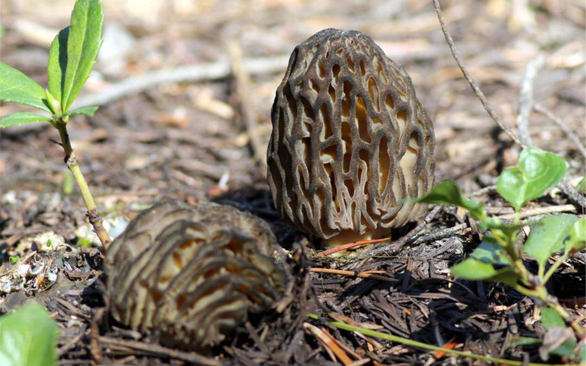 Ăn 1 nắm rau n&agrave;y tốt ngang thịt, xưa gọi rau nh&agrave; ngh&egrave;o nay v&iacute; như &ldquo;vua thảo mộc"- Ảnh 4.