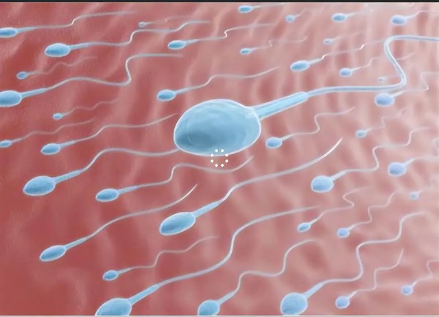 Người vợ 36 tuổi sảy thai ba lần, b&aacute;c sĩ ph&aacute;t hiện nguy&ecirc;n nh&acirc;n từ người chồng- Ảnh 1.