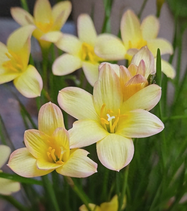 Đ&acirc;y l&agrave; "cỗ m&aacute;y nở hoa" trong nh&agrave;: C&agrave;ng gặp mưa gi&oacute; c&agrave;ng bung nụ, đẹp quanh năm chấp mọi loại thời tiết- Ảnh 3.