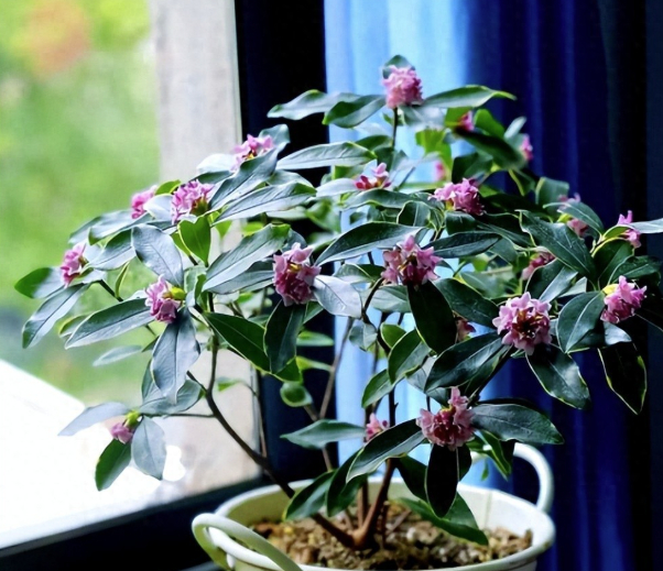 3 lo&agrave;i hoa dễ trồng, chạm đất l&agrave; sống: V&agrave;i năm sau th&acirc;n c&ograve;n h&oacute;a gỗ, d&aacute;ng đẹp như bonsai tiền triệu- Ảnh 1.