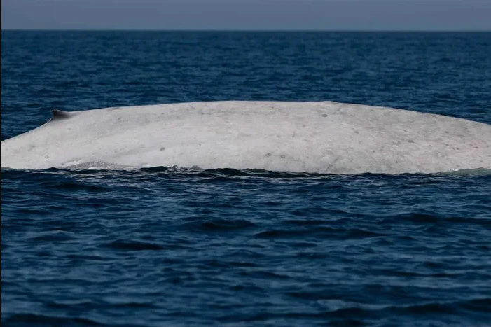 Ngư d&acirc;n tưởng nh&igrave;n nhầm khi thấy sinh vật trắng to&aacute;t giữa biển, chuy&ecirc;n gia x&aacute;c nhận: Tỷ lệ chỉ 0,0025%- Ảnh 1.