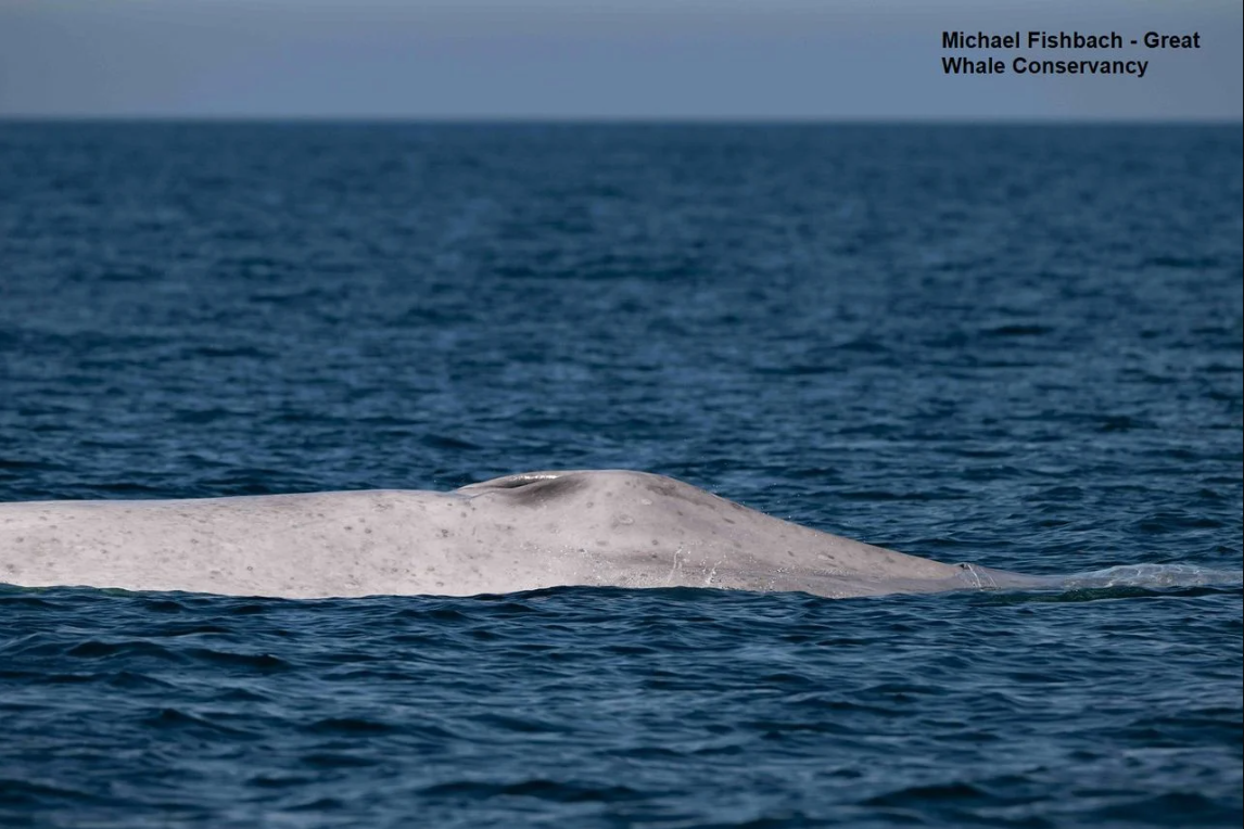 Ngư d&acirc;n tưởng nh&igrave;n nhầm khi thấy sinh vật trắng to&aacute;t giữa biển, chuy&ecirc;n gia x&aacute;c nhận: Tỷ lệ chỉ 0,0025%- Ảnh 2.