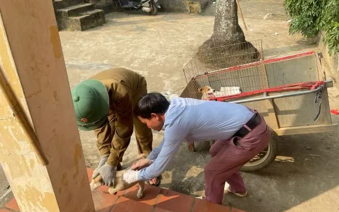 Ti&ecirc;m vaccine ph&ograve;ng dại cho vật nu&ocirc;i.