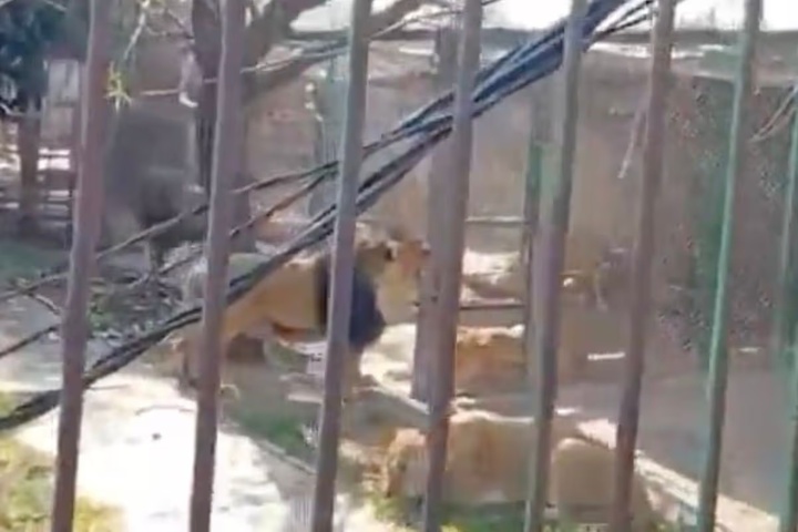 Say rượu thả 6 con sư tử khỏi chuồng, người đ&agrave;n &ocirc;ng nhận c&aacute;i kết đau đớn- Ảnh 1.