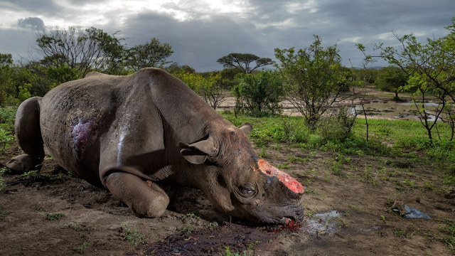 Đại gia kim cương Chu Đăng Khoa bị bắt- Ảnh 3.