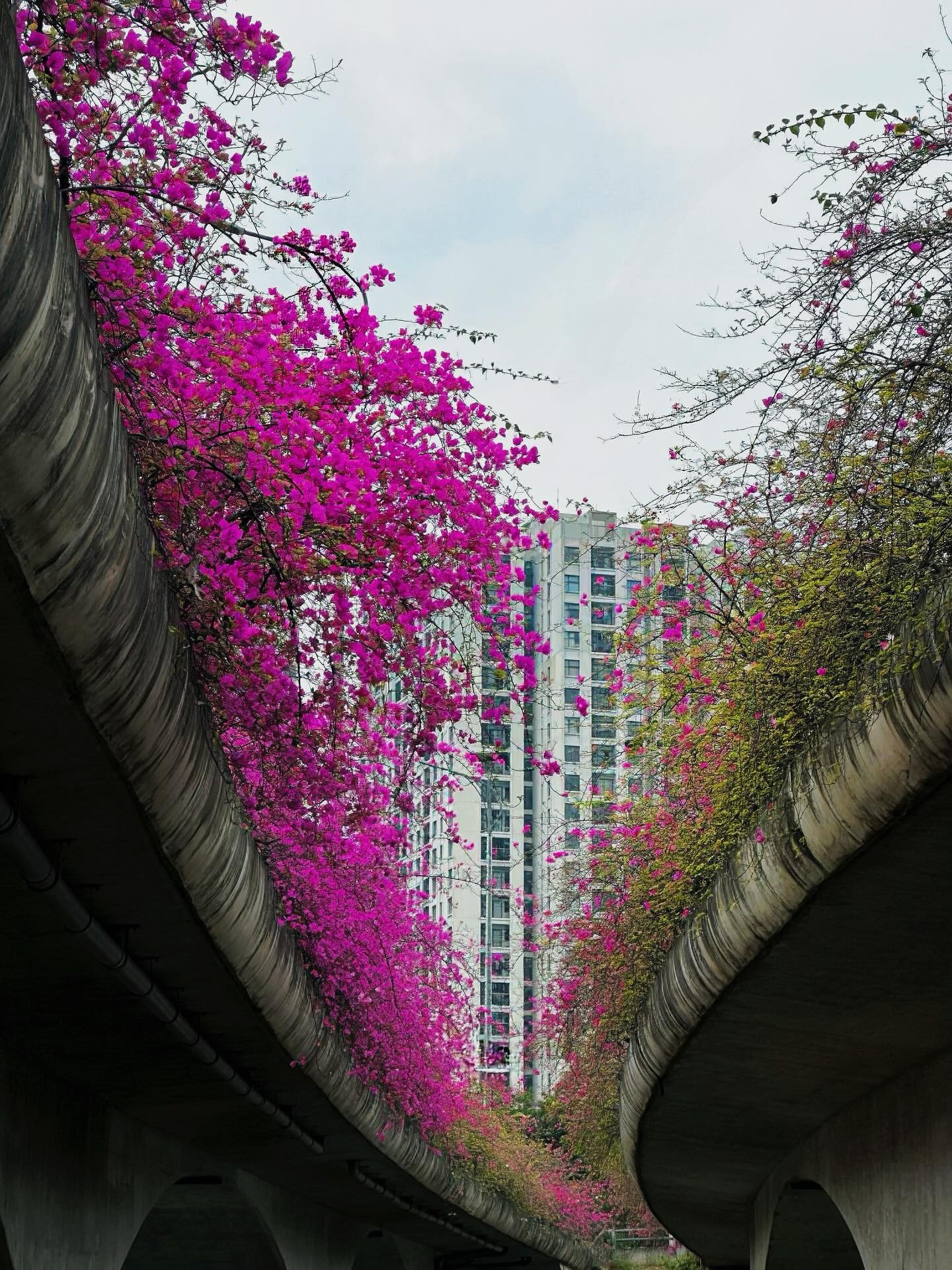 Kh&ocirc;ng cần ước ao sang Thượng Hải, ngay s&aacute;t v&aacute;ch H&agrave; Nội đang c&oacute; một c&acirc;y cầu hoa giấy đẹp như phim điện ảnh khiến hội chị em bấn loạn- Ảnh 20.