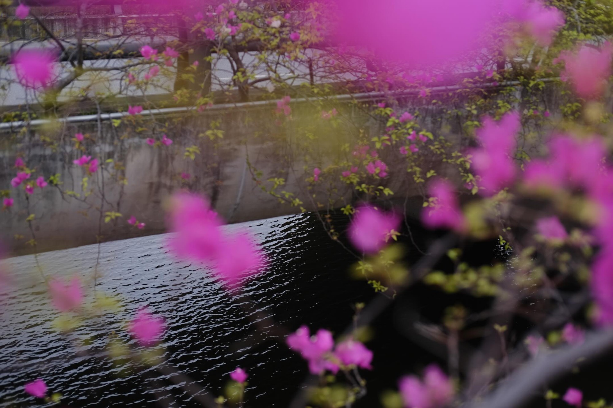 Kh&ocirc;ng cần ước ao sang Thượng Hải, ngay s&aacute;t v&aacute;ch H&agrave; Nội đang c&oacute; một c&acirc;y cầu hoa giấy đẹp như phim điện ảnh khiến hội chị em bấn loạn- Ảnh 15.