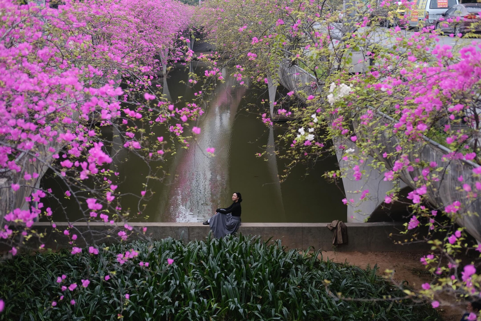 Kh&ocirc;ng cần ước ao sang Thượng Hải, ngay s&aacute;t v&aacute;ch H&agrave; Nội đang c&oacute; một c&acirc;y cầu hoa giấy đẹp như phim điện ảnh khiến hội chị em bấn loạn- Ảnh 16.