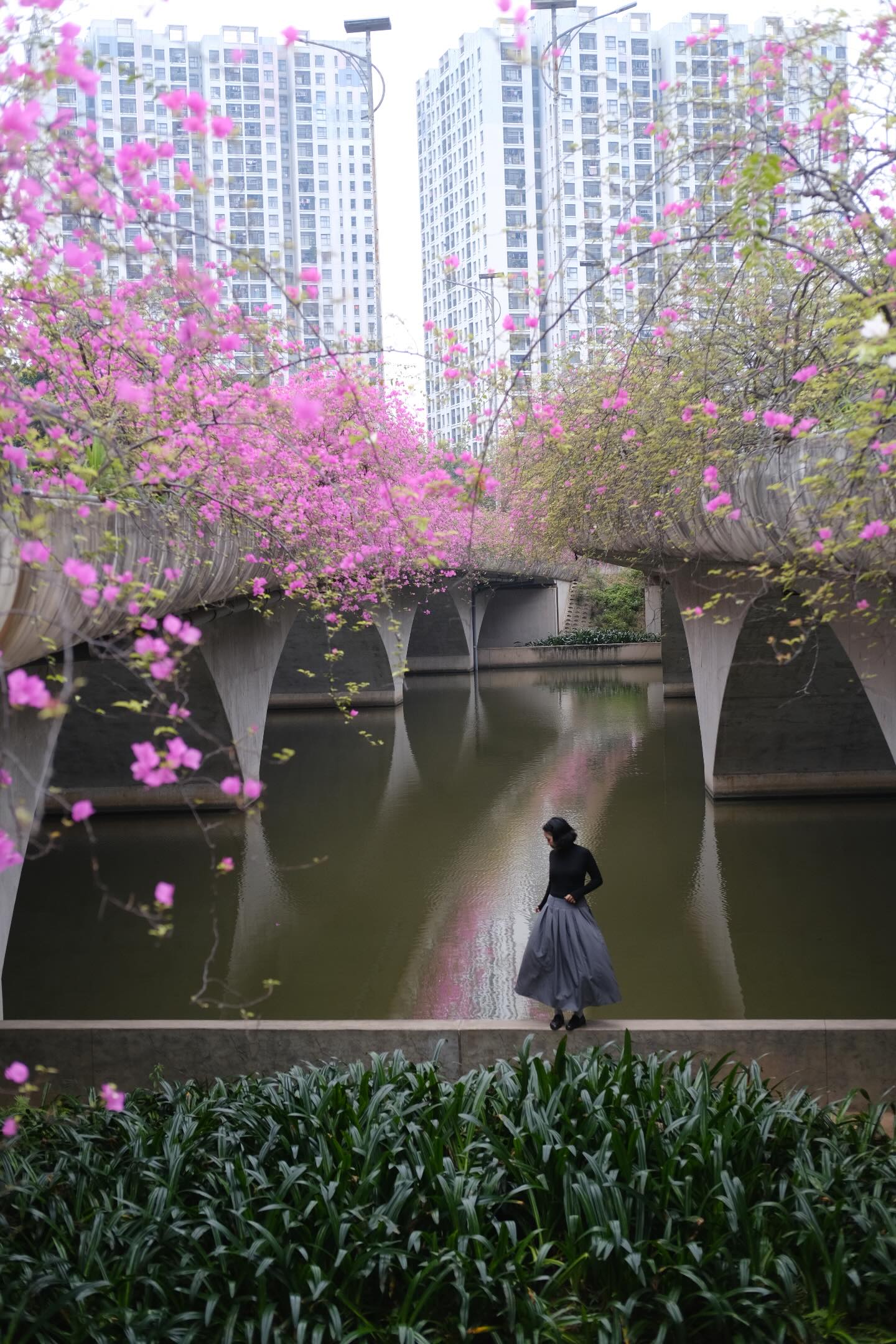 Kh&ocirc;ng cần ước ao sang Thượng Hải, ngay s&aacute;t v&aacute;ch H&agrave; Nội đang c&oacute; một c&acirc;y cầu hoa giấy đẹp như phim điện ảnh khiến hội chị em bấn loạn- Ảnh 11.