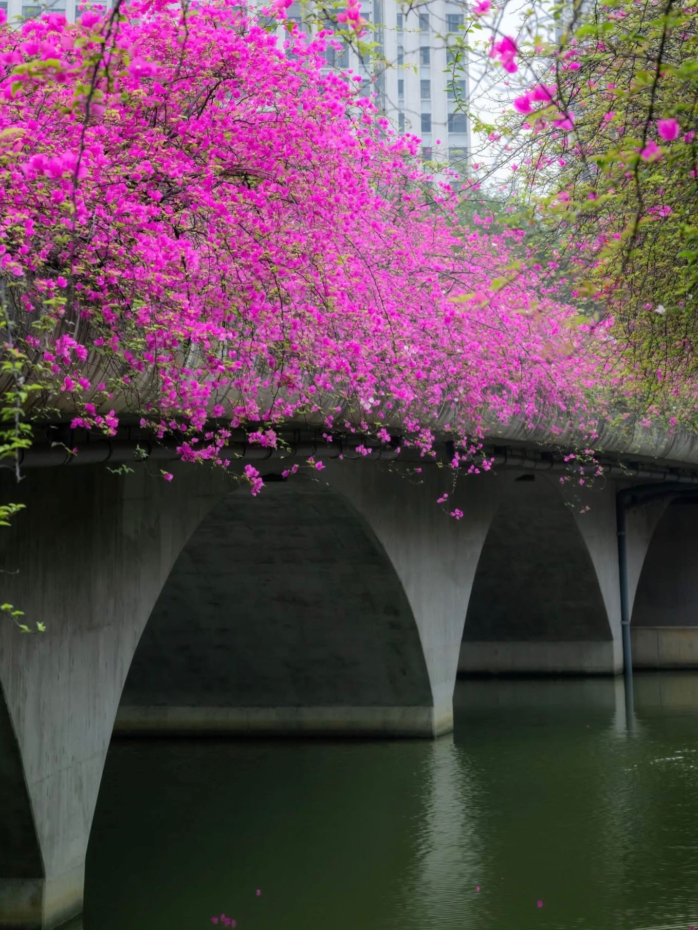 Kh&ocirc;ng cần ước ao sang Thượng Hải, ngay s&aacute;t v&aacute;ch H&agrave; Nội đang c&oacute; một c&acirc;y cầu hoa giấy đẹp như phim điện ảnh khiến hội chị em bấn loạn- Ảnh 9.