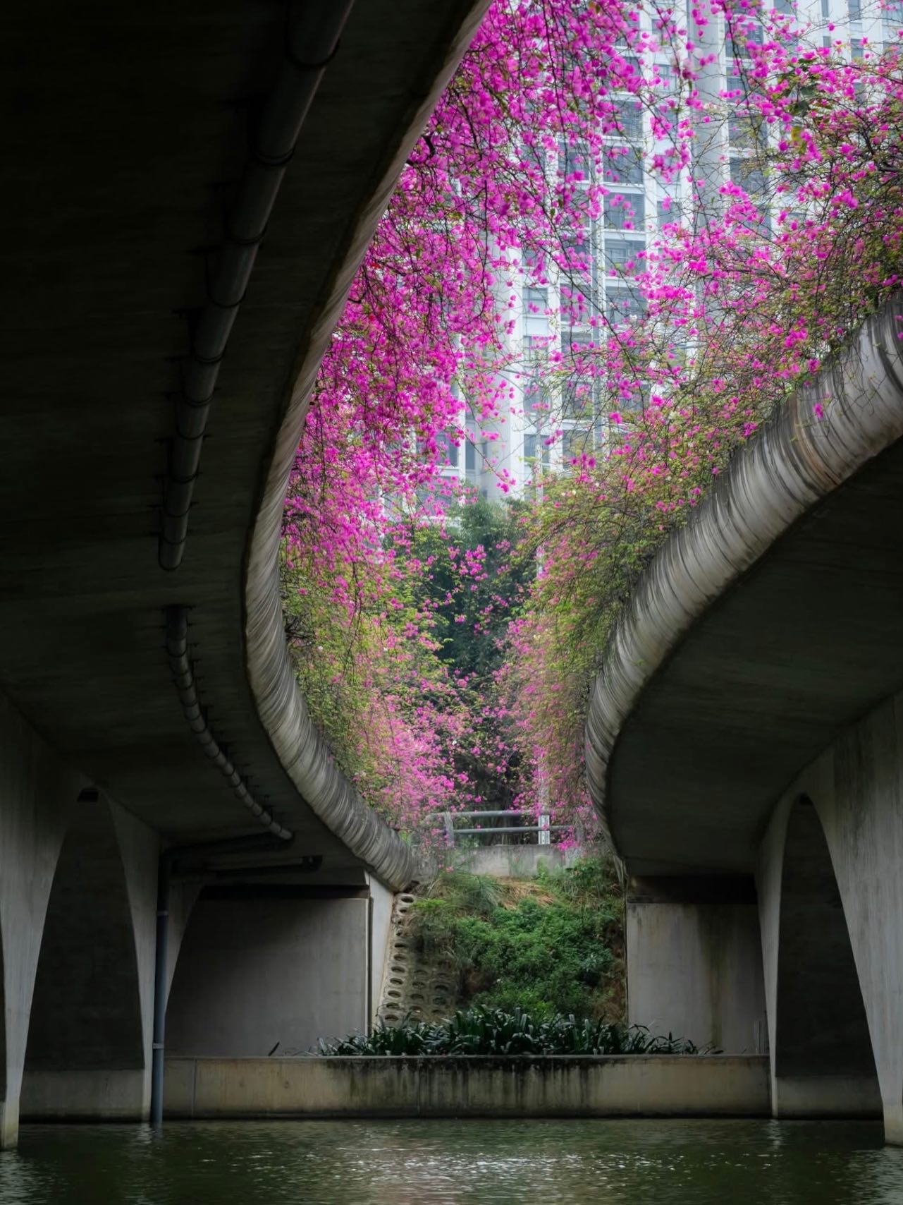 Kh&ocirc;ng cần ước ao sang Thượng Hải, ngay s&aacute;t v&aacute;ch H&agrave; Nội đang c&oacute; một c&acirc;y cầu hoa giấy đẹp như phim điện ảnh khiến hội chị em bấn loạn- Ảnh 8.