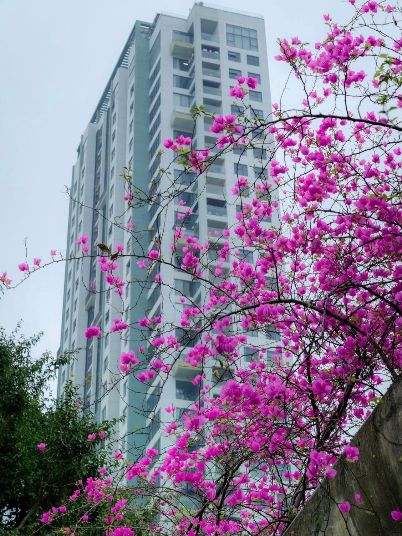 Kh&ocirc;ng cần ước ao sang Thượng Hải, ngay s&aacute;t v&aacute;ch H&agrave; Nội đang c&oacute; một c&acirc;y cầu hoa giấy đẹp như phim điện ảnh khiến hội chị em bấn loạn- Ảnh 7.