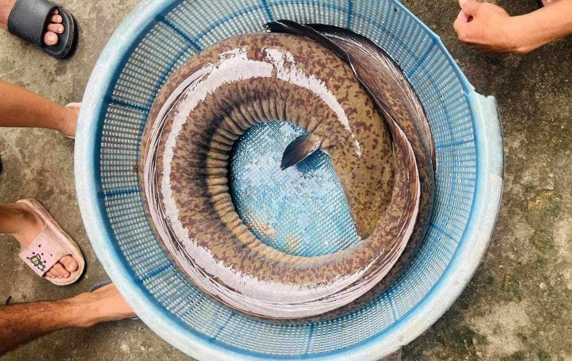 "Qu&aacute;i ngư" s&ocirc;ng Tr&agrave; Kh&uacute;c d&iacute;nh c&acirc;u ngư d&acirc;n, sở hữu trọng lượng khủng hiếm c&oacute;- Ảnh 1.