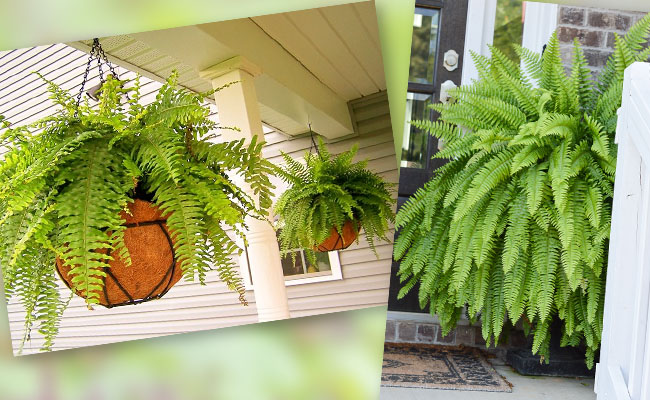 9 loại c&acirc;y may mắn n&ecirc;n trồng trước cửa nh&agrave;- Ảnh 5.