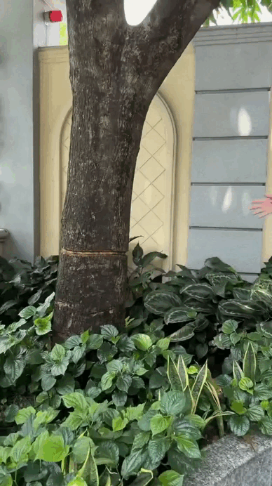 Nữ nghệ sĩ ở biệt thự 300 tỷ: 8/3 kh&ocirc;ng cần mua hoa v&igrave; ra vườn h&aacute;i l&agrave; c&oacute;- Ảnh 3.