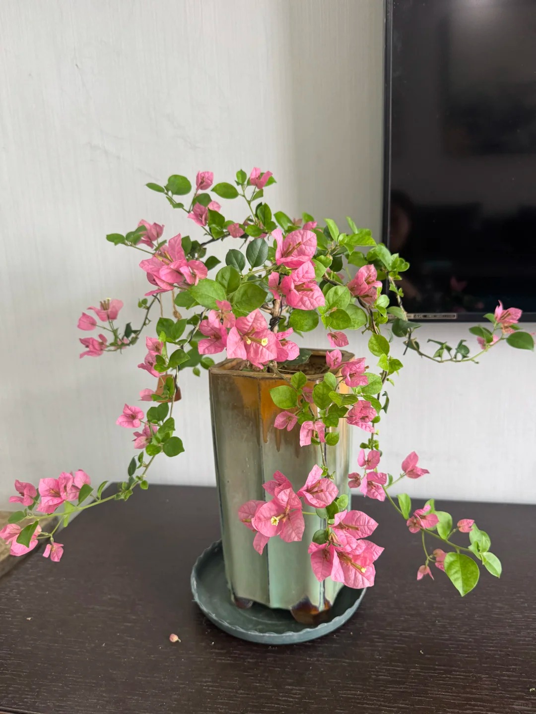 Giải m&atilde; cơn sốt chưng hoa giấy bonsai mini: C&acirc;y đong đầy năng lượng dương gi&uacute;p xua t&agrave; kh&iacute;, nh&agrave; chật mấy cũng rước được vượng kh&iacute; v&agrave;o nh&agrave;- Ảnh 10.