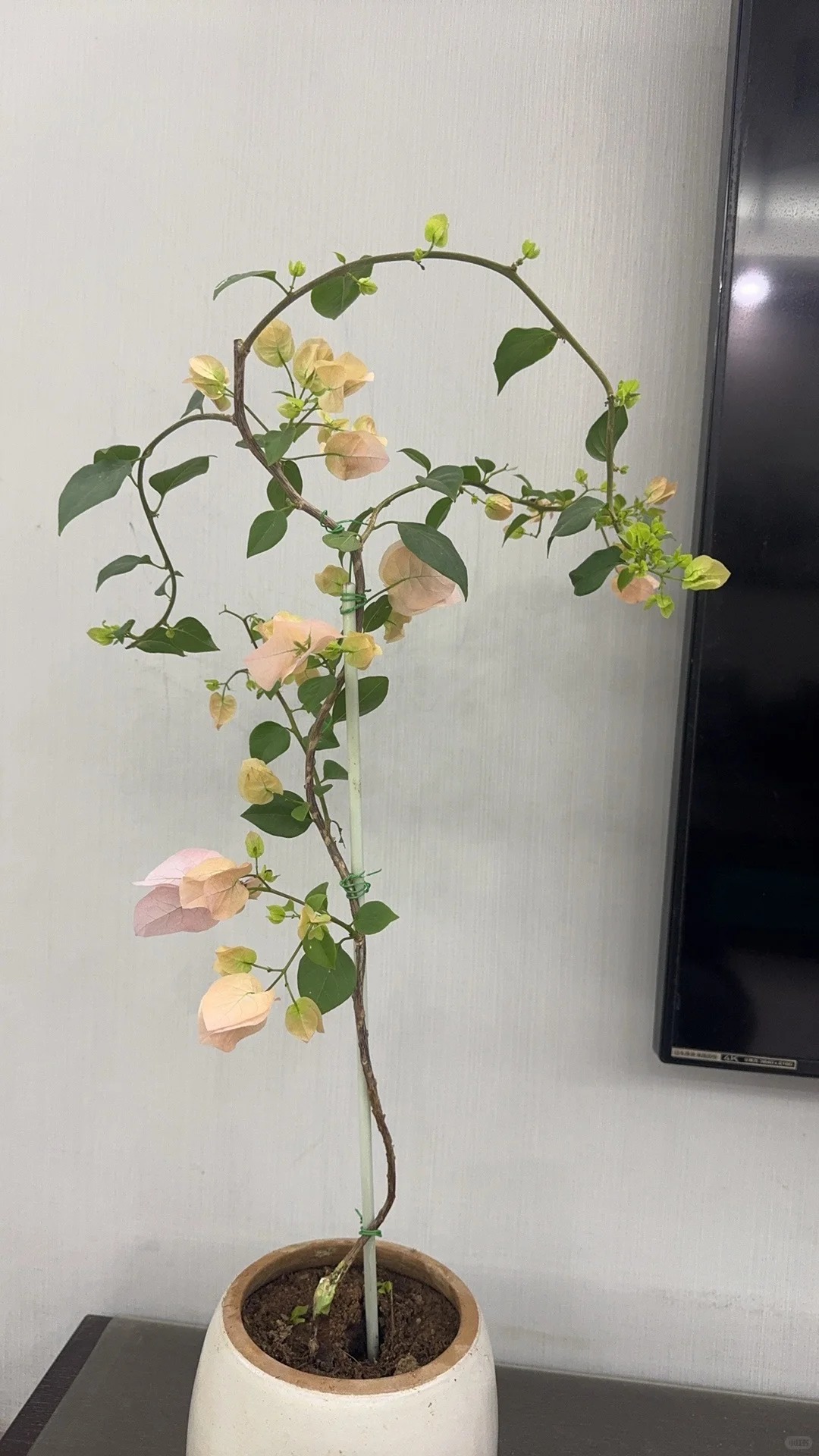 Giải m&atilde; cơn sốt chưng hoa giấy bonsai mini: C&acirc;y đong đầy năng lượng dương gi&uacute;p xua t&agrave; kh&iacute;, nh&agrave; chật mấy cũng rước được vượng kh&iacute; v&agrave;o nh&agrave;- Ảnh 5.