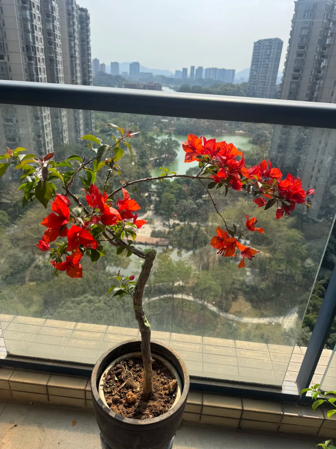 Giải m&atilde; cơn sốt chưng hoa giấy bonsai mini: C&acirc;y đong đầy năng lượng dương gi&uacute;p xua t&agrave; kh&iacute;, nh&agrave; chật mấy cũng rước được vượng kh&iacute; v&agrave;o nh&agrave;- Ảnh 4.