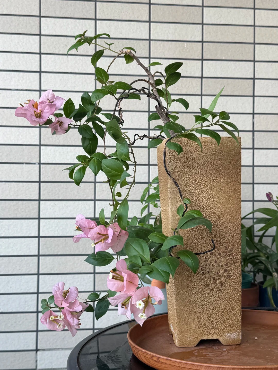 Giải m&atilde; cơn sốt chưng hoa giấy bonsai mini: C&acirc;y đong đầy năng lượng dương gi&uacute;p xua t&agrave; kh&iacute;, nh&agrave; chật mấy cũng rước được vượng kh&iacute; v&agrave;o nh&agrave;- Ảnh 3.