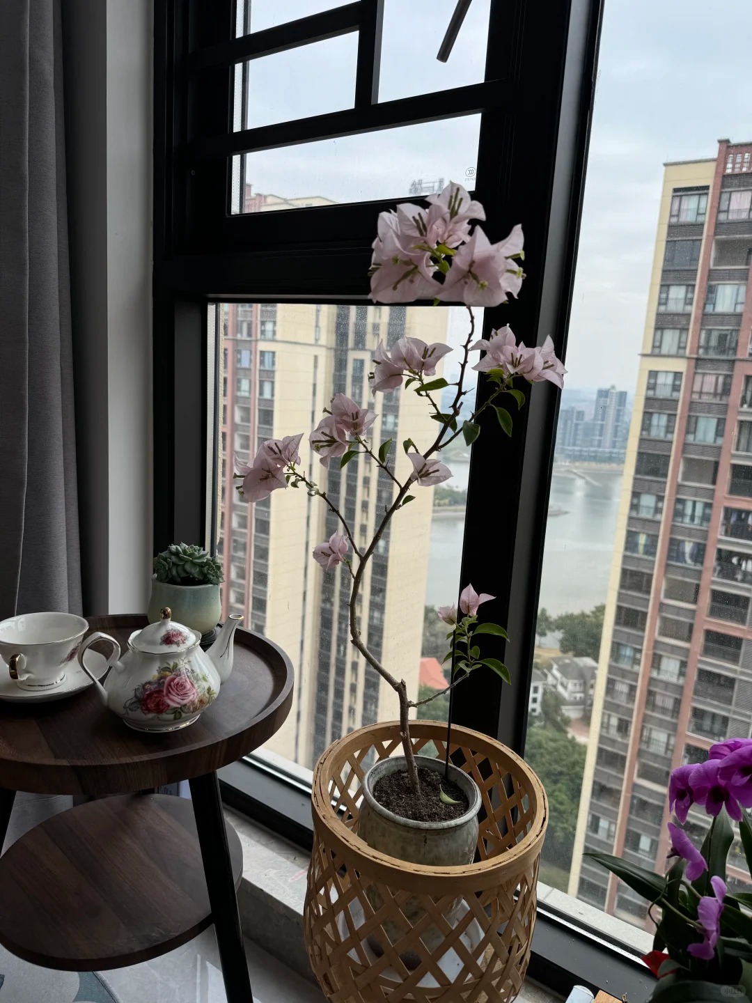 Giải m&atilde; cơn sốt chưng hoa giấy bonsai mini: C&acirc;y đong đầy năng lượng dương gi&uacute;p xua t&agrave; kh&iacute;, nh&agrave; chật mấy cũng rước được vượng kh&iacute; v&agrave;o nh&agrave;- Ảnh 2.