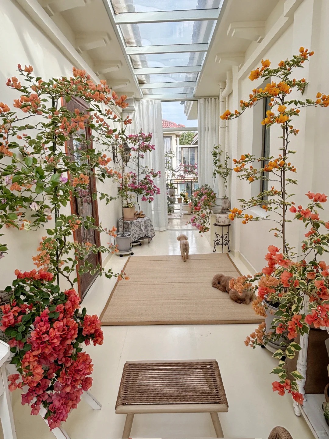 Giải m&atilde; cơn sốt chưng hoa giấy bonsai mini: C&acirc;y đong đầy năng lượng dương gi&uacute;p xua t&agrave; kh&iacute;, nh&agrave; chật mấy cũng rước được vượng kh&iacute; v&agrave;o nh&agrave;- Ảnh 17.