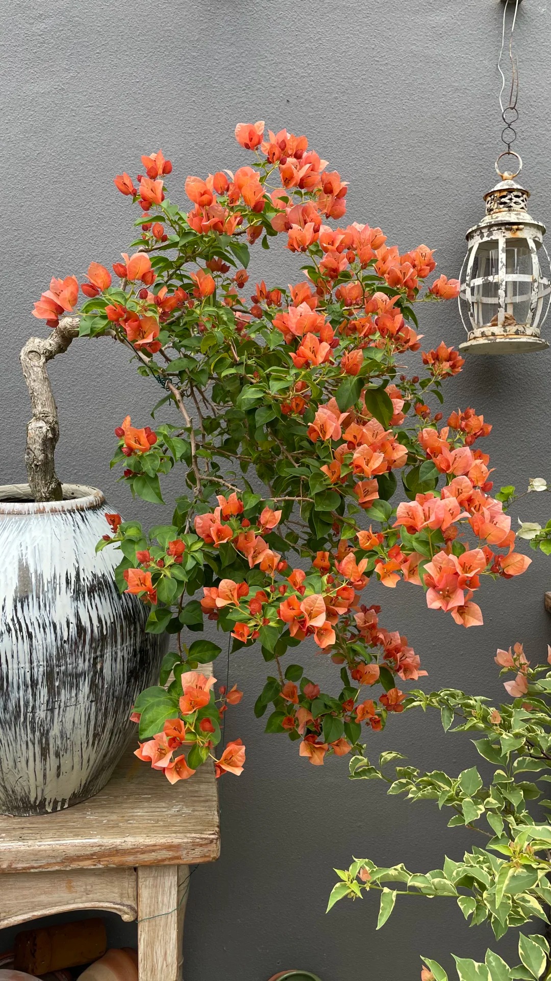 Giải m&atilde; cơn sốt chưng hoa giấy bonsai mini: C&acirc;y đong đầy năng lượng dương gi&uacute;p xua t&agrave; kh&iacute;, nh&agrave; chật mấy cũng rước được vượng kh&iacute; v&agrave;o nh&agrave;- Ảnh 19.