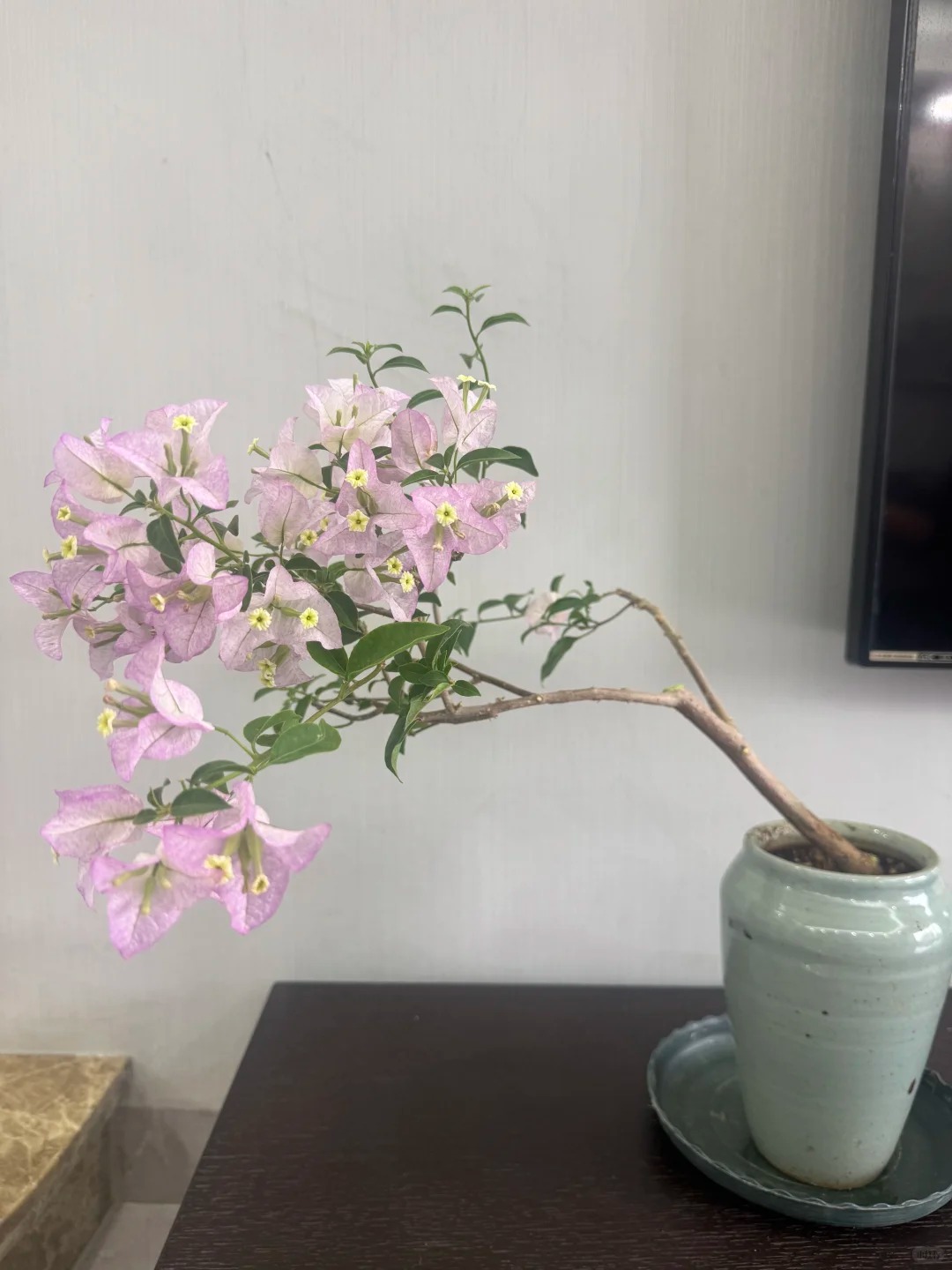 Giải m&atilde; cơn sốt chưng hoa giấy bonsai mini: C&acirc;y đong đầy năng lượng dương gi&uacute;p xua t&agrave; kh&iacute;, nh&agrave; chật mấy cũng rước được vượng kh&iacute; v&agrave;o nh&agrave;- Ảnh 9.