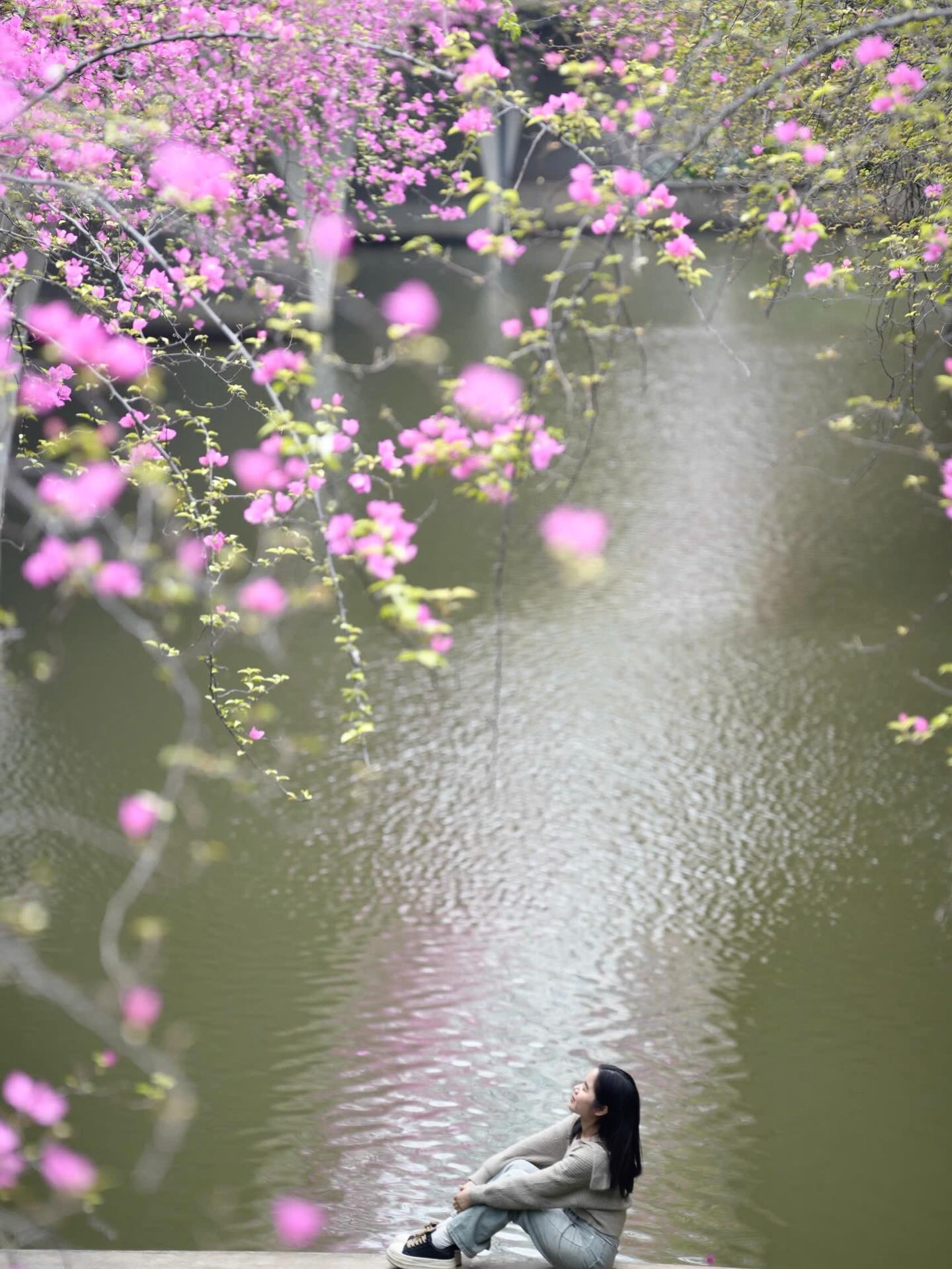 Kh&ocirc;ng cần ước ao sang Thượng Hải, ngay s&aacute;t v&aacute;ch H&agrave; Nội đang c&oacute; một c&acirc;y cầu hoa giấy đẹp như phim điện ảnh khiến hội chị em bấn loạn- Ảnh 6.