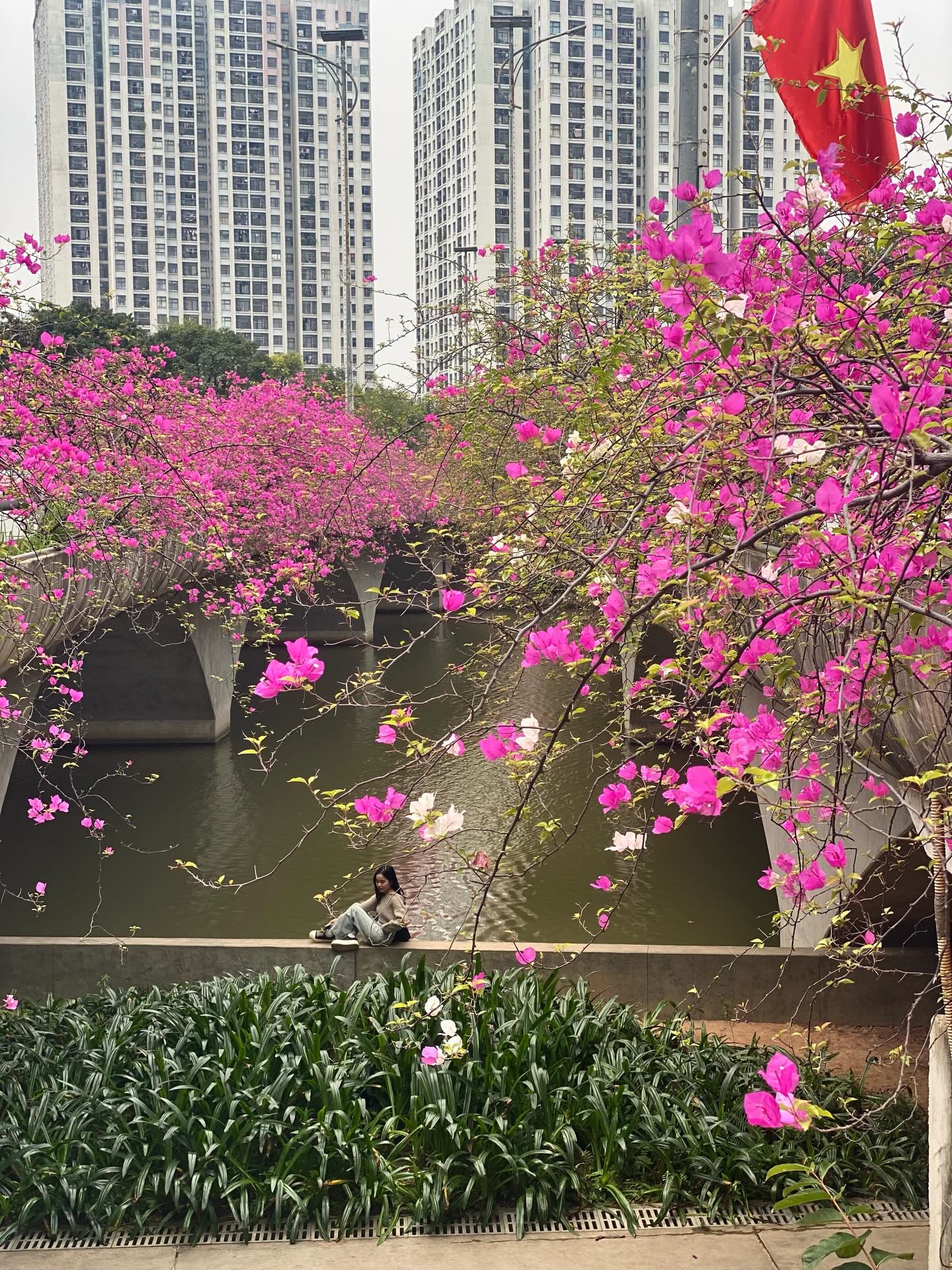 Kh&ocirc;ng cần ước ao sang Thượng Hải, ngay s&aacute;t v&aacute;ch H&agrave; Nội đang c&oacute; một c&acirc;y cầu hoa giấy đẹp như phim điện ảnh khiến hội chị em bấn loạn- Ảnh 1.