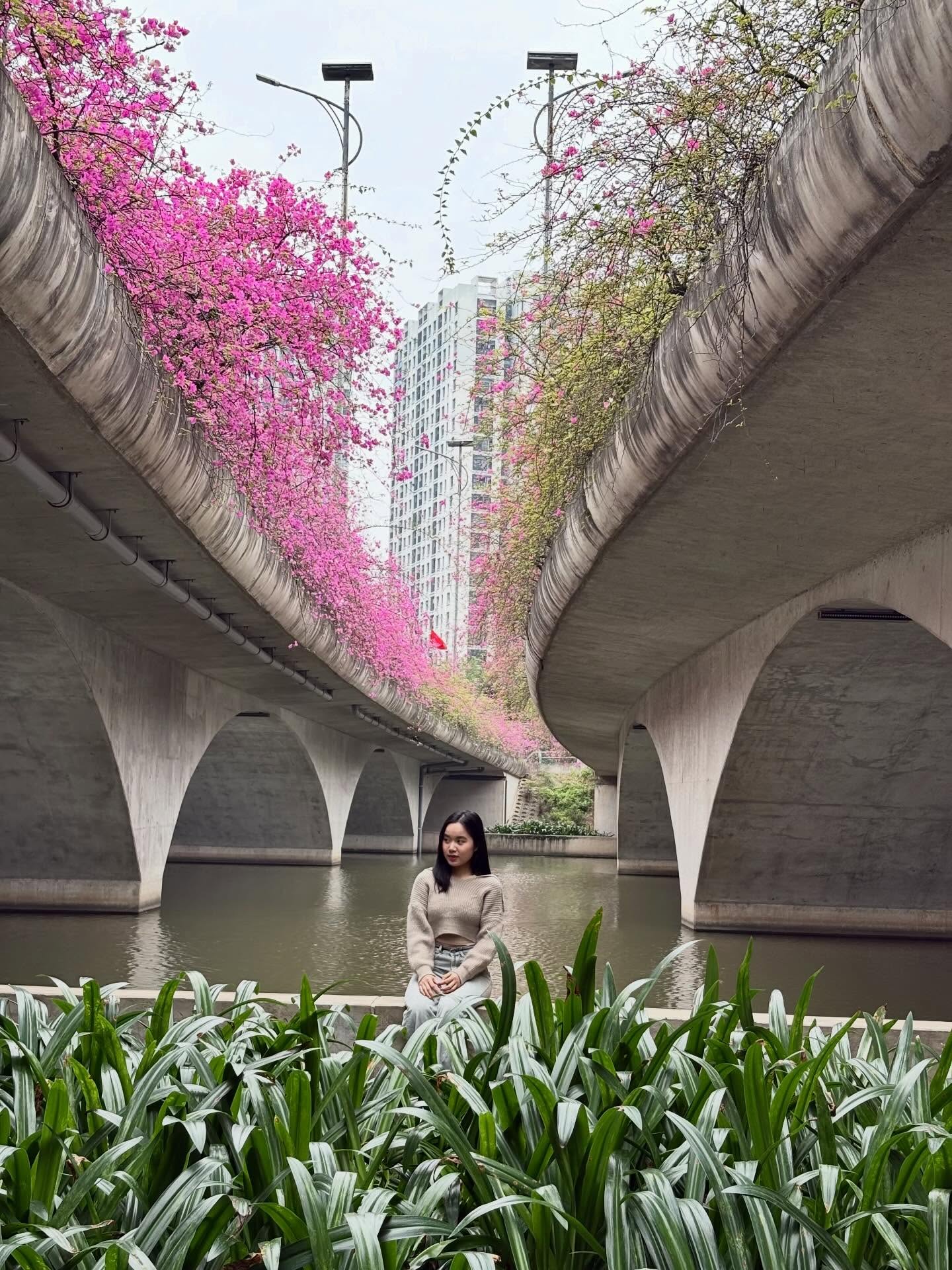 Kh&ocirc;ng cần ước ao sang Thượng Hải, ngay s&aacute;t v&aacute;ch H&agrave; Nội đang c&oacute; một c&acirc;y cầu hoa giấy đẹp như phim điện ảnh khiến hội chị em bấn loạn- Ảnh 2.