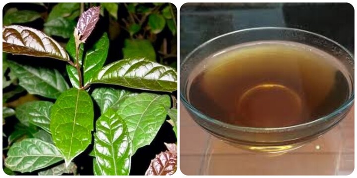 Uống c&acirc;y xạ đen c&oacute; t&aacute;c dụng g&igrave;?- Ảnh 1.