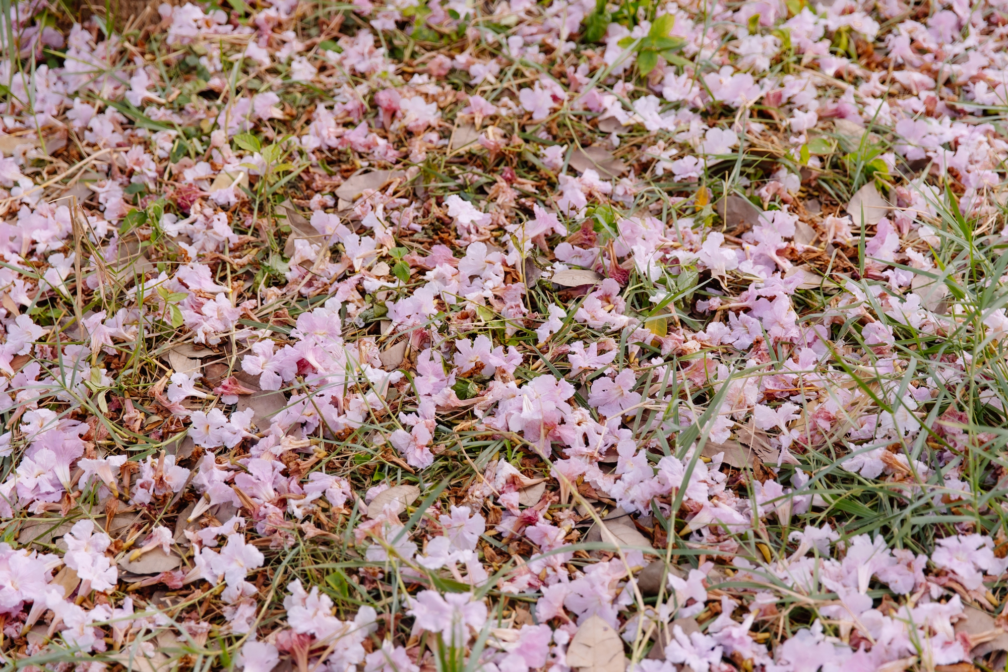 Giữa c&aacute;i nắng gắt ở TP.HCM, d&acirc;n t&igrave;nh đồng loạt đi chậm lại ngắm h&agrave;ng k&egrave;n hồng hiếm hoi trong năm- Ảnh 4.