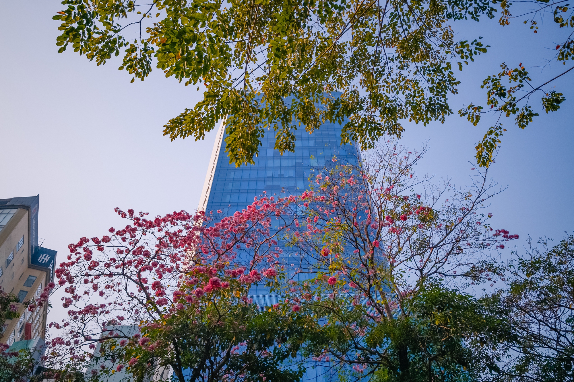 Giữa c&aacute;i nắng gắt ở TP.HCM, d&acirc;n t&igrave;nh đồng loạt đi chậm lại ngắm h&agrave;ng k&egrave;n hồng hiếm hoi trong năm- Ảnh 1.