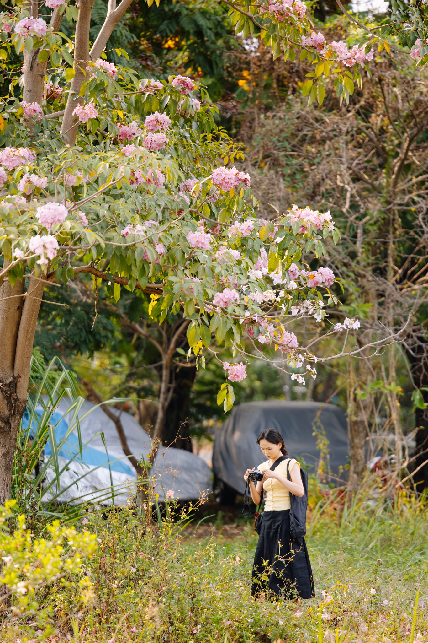 Giữa c&aacute;i nắng gắt ở TP.HCM, d&acirc;n t&igrave;nh đồng loạt đi chậm lại ngắm h&agrave;ng k&egrave;n hồng hiếm hoi trong năm- Ảnh 23.