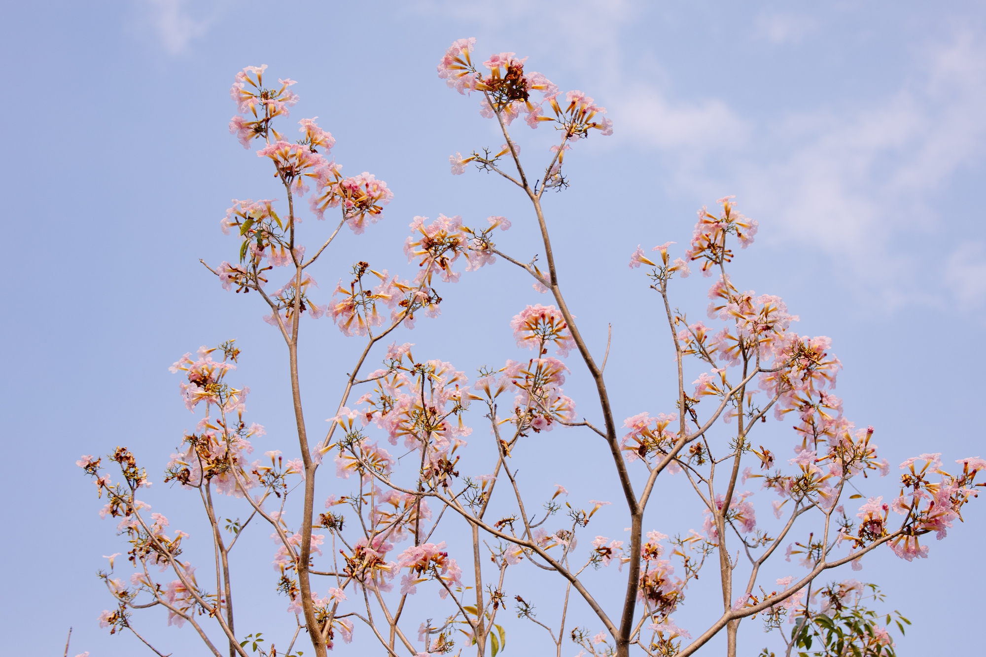 Giữa c&aacute;i nắng gắt ở TP.HCM, d&acirc;n t&igrave;nh đồng loạt đi chậm lại ngắm h&agrave;ng k&egrave;n hồng hiếm hoi trong năm- Ảnh 7.