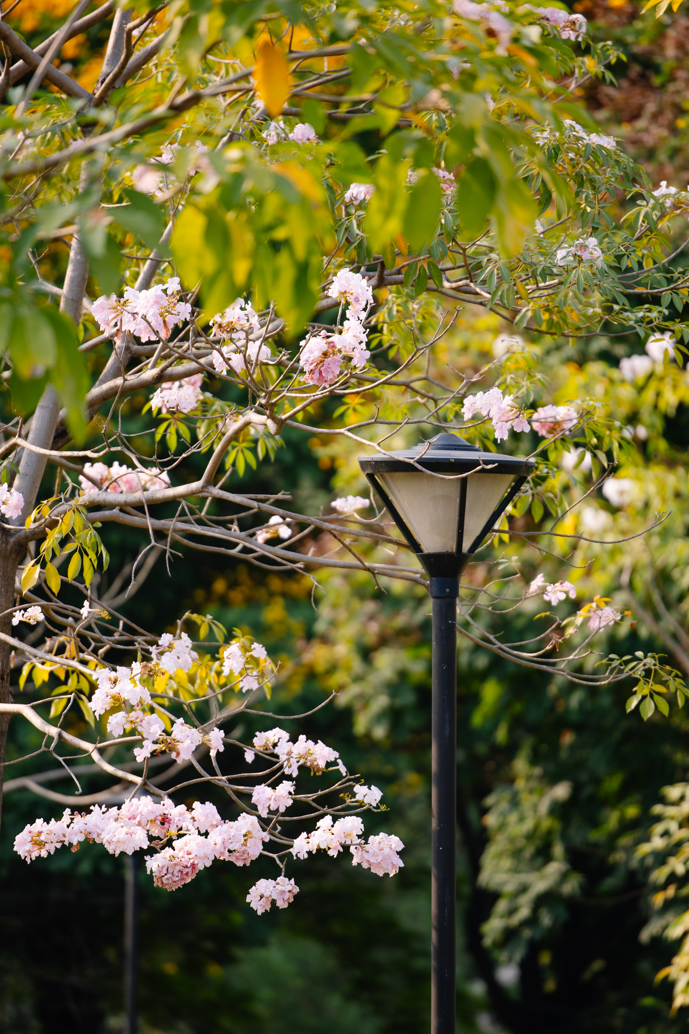 Giữa c&aacute;i nắng gắt ở TP.HCM, d&acirc;n t&igrave;nh đồng loạt đi chậm lại ngắm h&agrave;ng k&egrave;n hồng hiếm hoi trong năm- Ảnh 8.