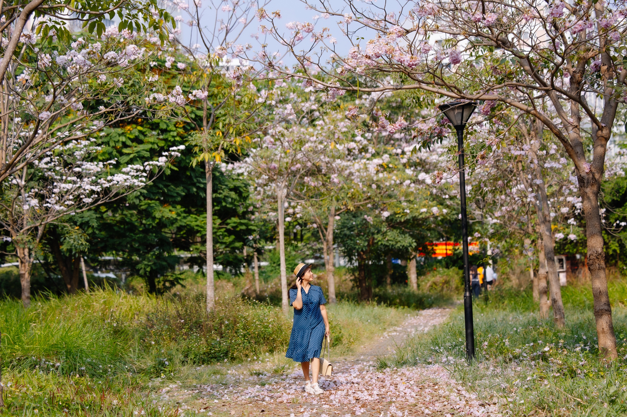 Giữa c&aacute;i nắng gắt ở TP.HCM, d&acirc;n t&igrave;nh đồng loạt đi chậm lại ngắm h&agrave;ng k&egrave;n hồng hiếm hoi trong năm- Ảnh 25.