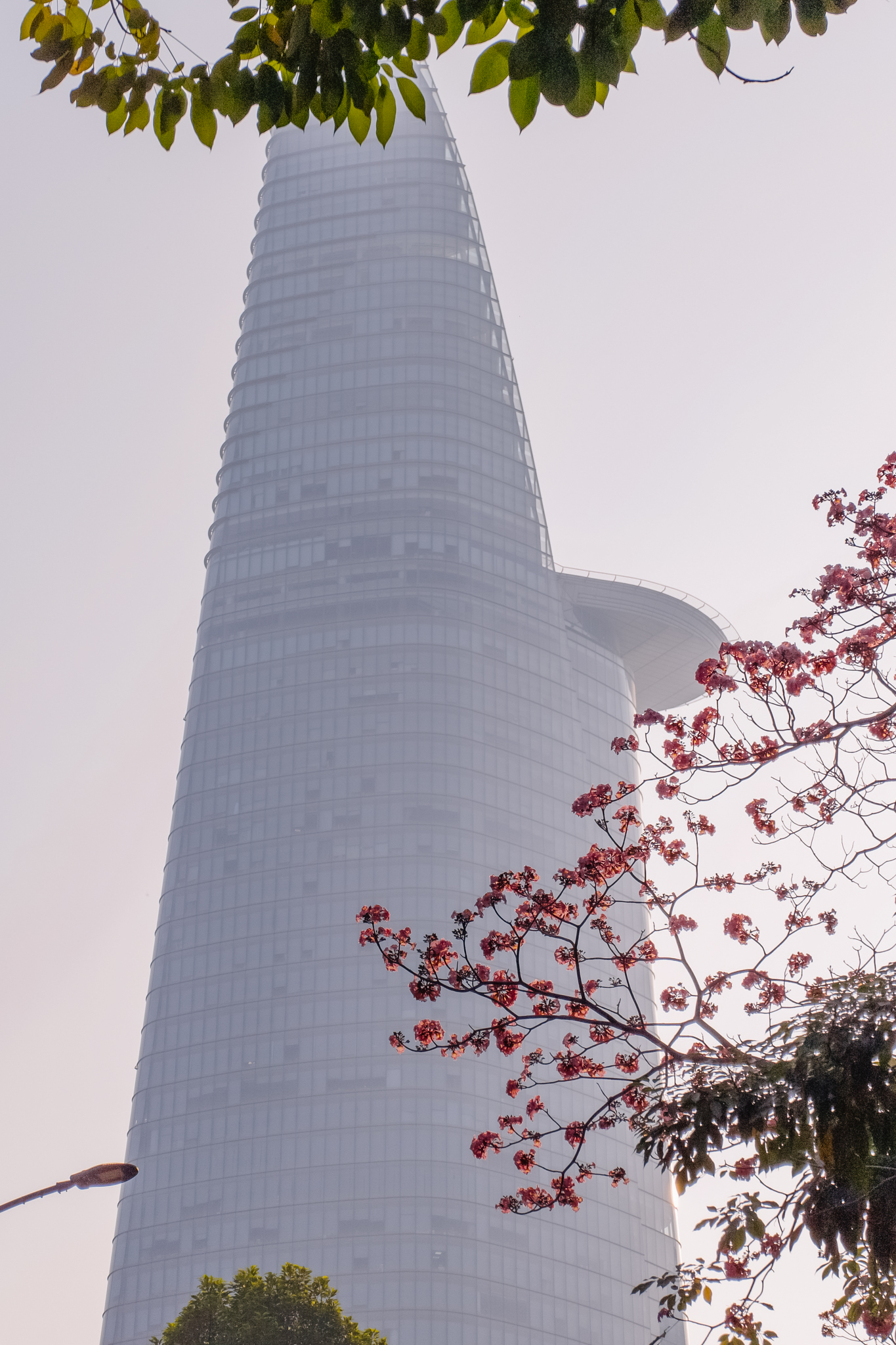 Giữa c&aacute;i nắng gắt ở TP.HCM, d&acirc;n t&igrave;nh đồng loạt đi chậm lại ngắm h&agrave;ng k&egrave;n hồng hiếm hoi trong năm- Ảnh 2.